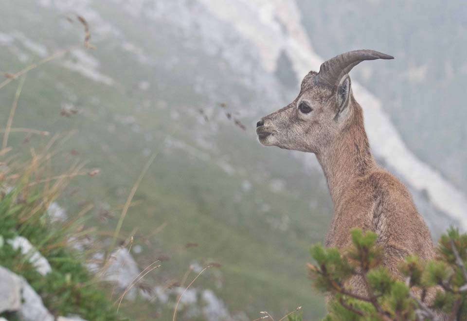 La haut sur la montagne