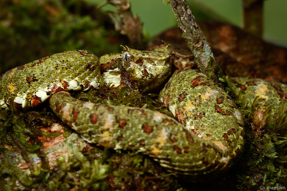 Bothriechis schlegelii