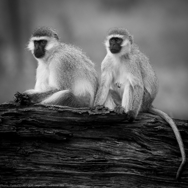 Vervet - Chlorocebus cynosuros