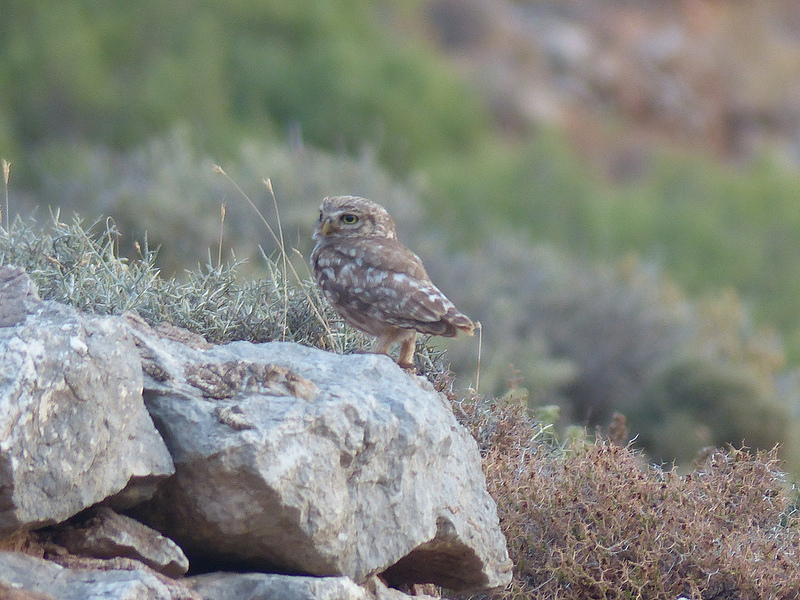 Chevêche d'Athéna  Athene noctua