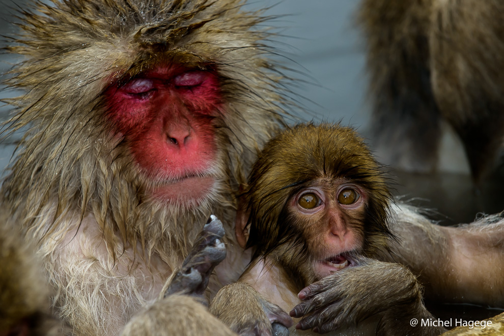 Macaque japonais - Macaca fuscata_1