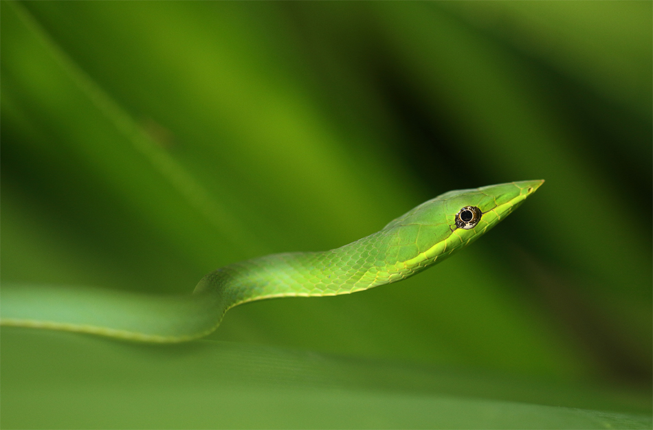 Un liane vert