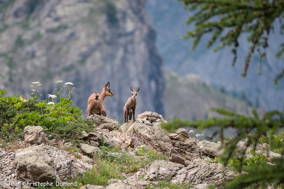 Chamois