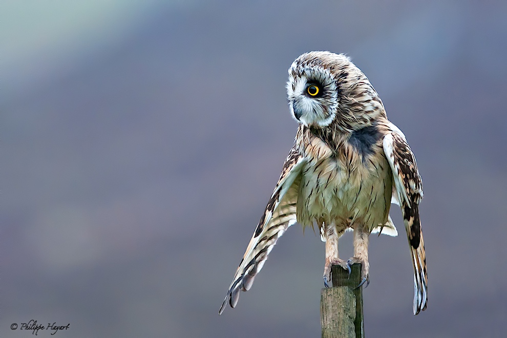 Hibou des marais