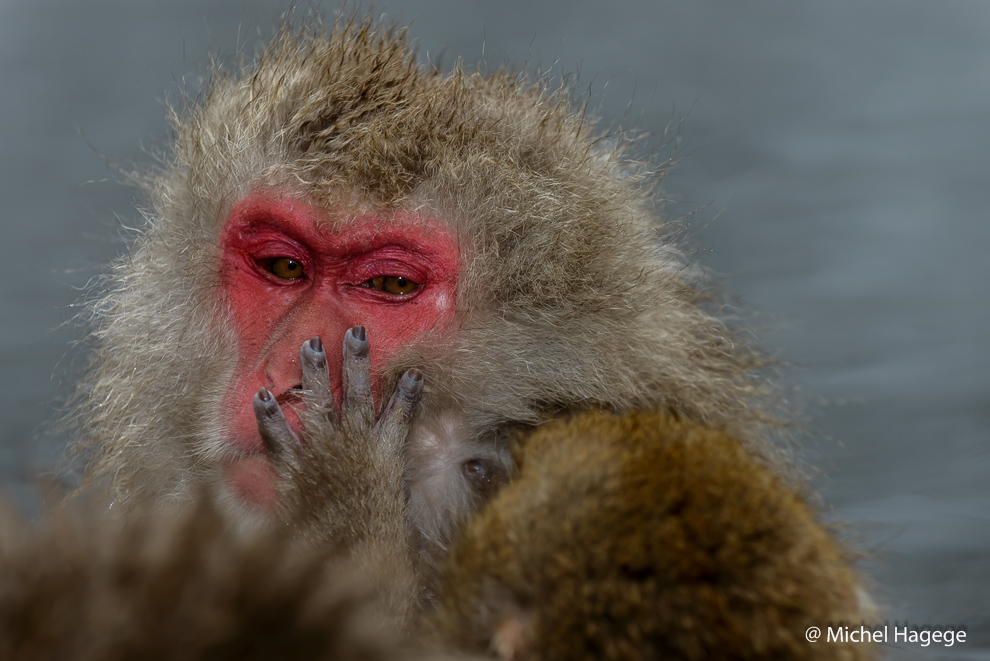 Macaque japonais - Macaca fuscata_2