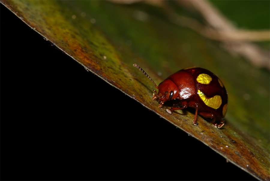 Coléoptère rouge et or