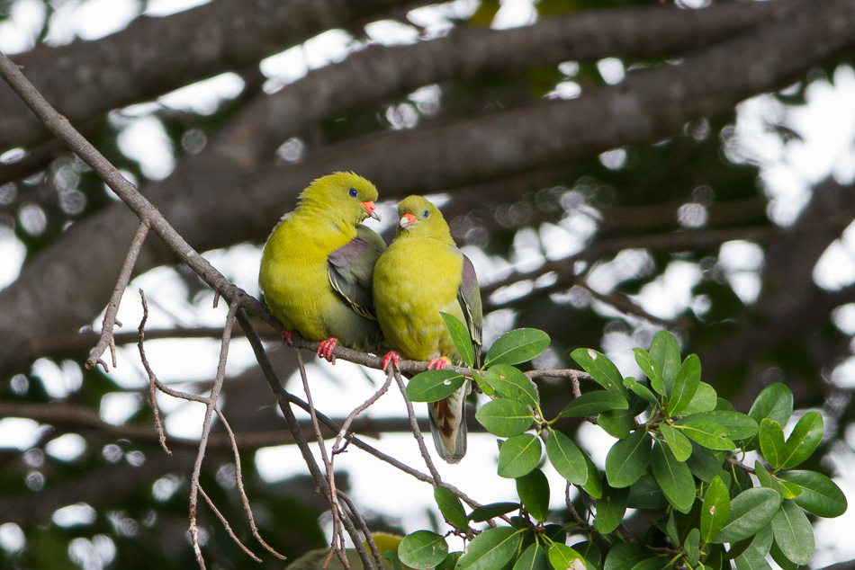 Deux petits pigeons...