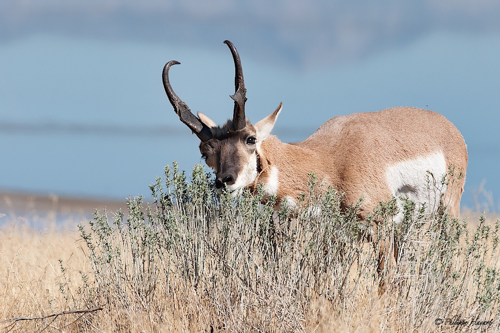 Antilope d'Amérique ou Pronghorn